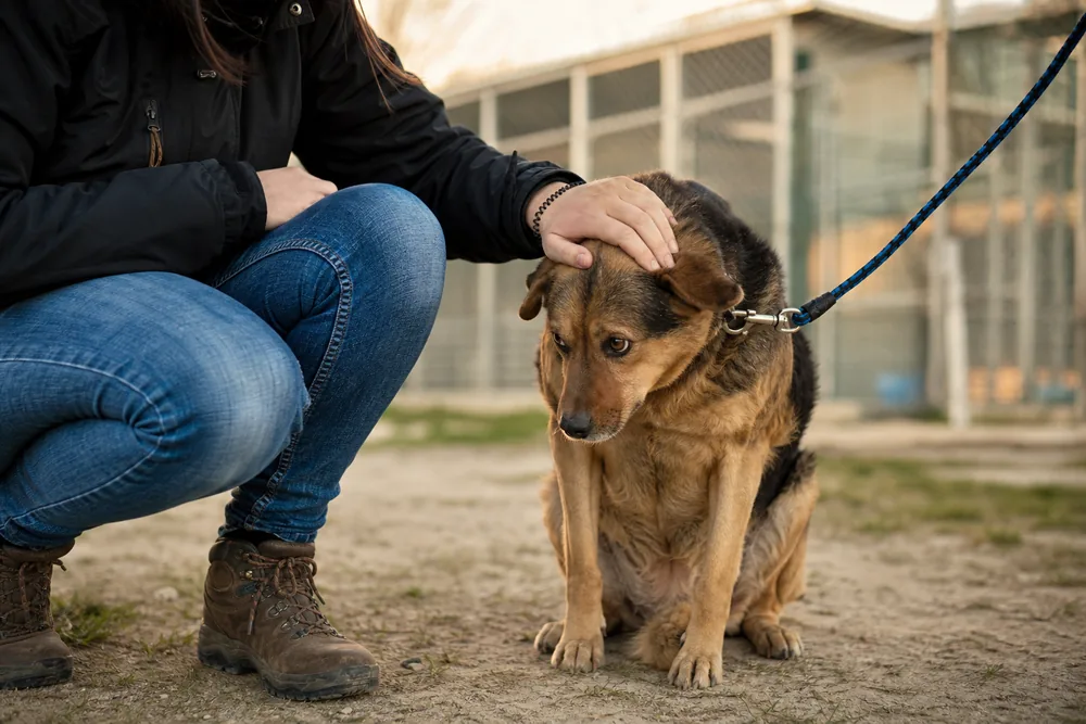 Adoption d'un chien : premier contact tout en douceur avec son futur maître