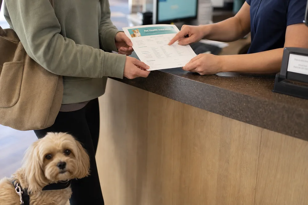 Vérification d'un contrat d'assurance santé animale à l'accueil