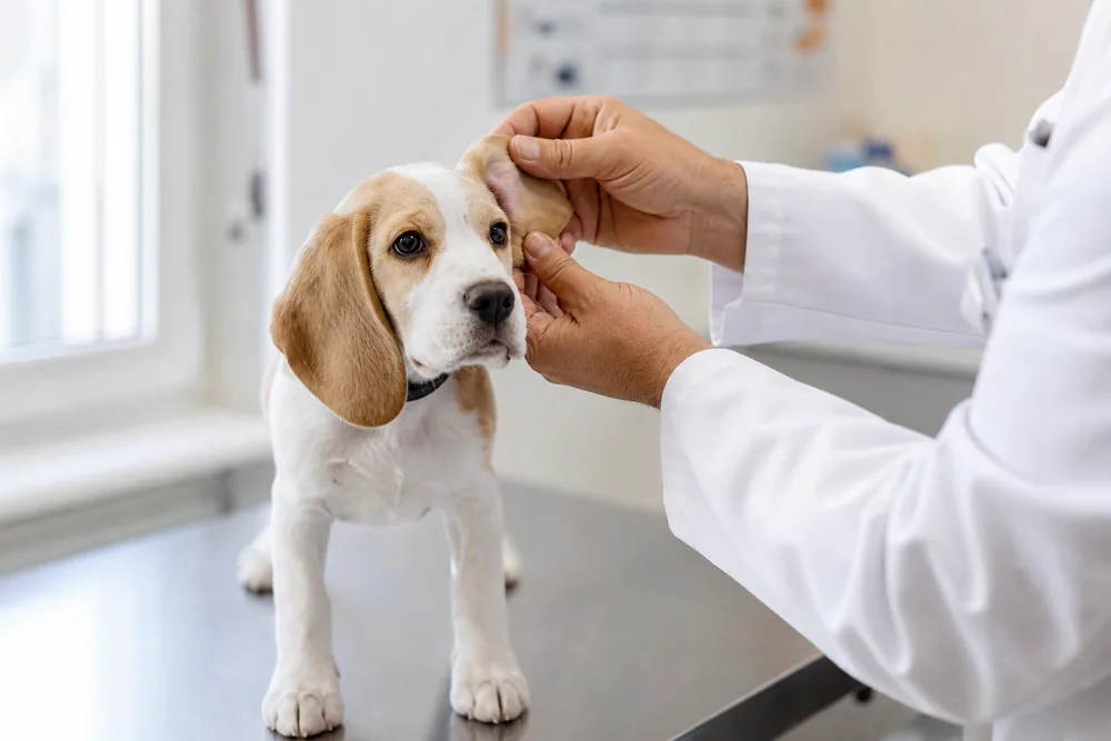 Chiot beagle examiné avec douceur par un vétérinaire lors d'une consultation générale