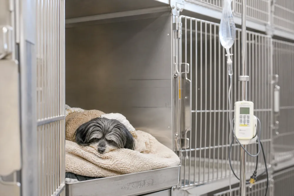 Chien au repos dans une cage d'hospitalisation avec perfusion